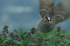 sparrow 5.jpg